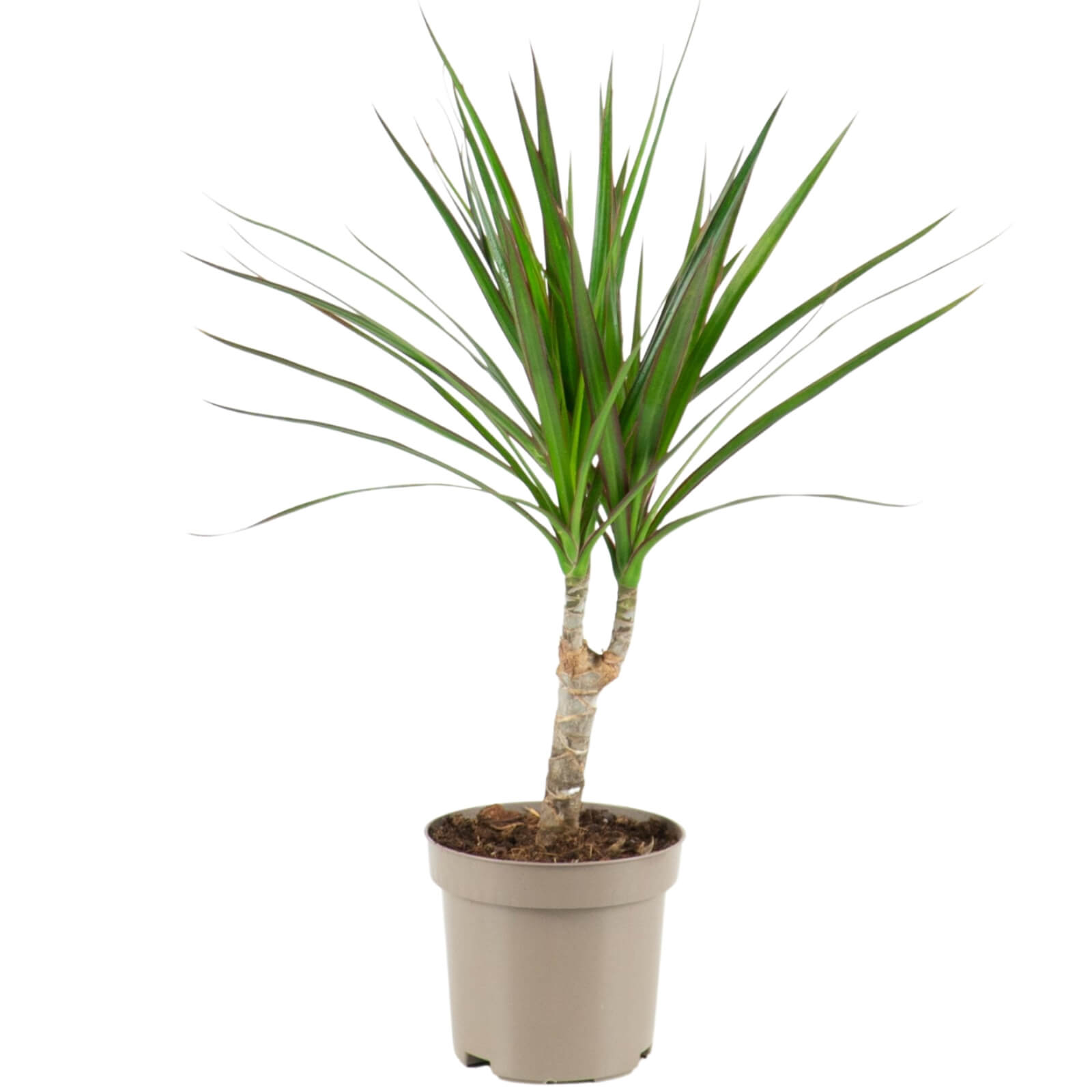 Dracaena Marginata Dracaena Marginata